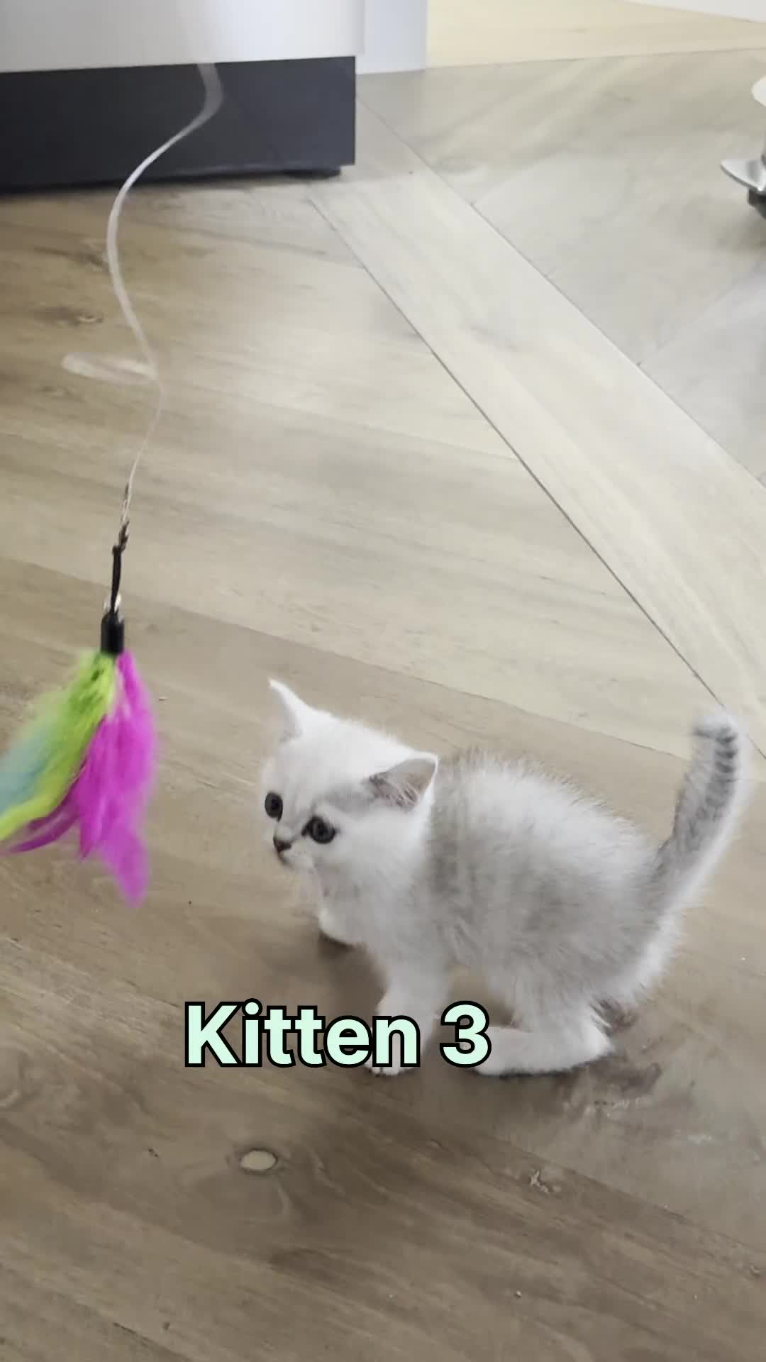 Scottish Fold cats for sale: 4 Scottish Straight Boys  - Video 4