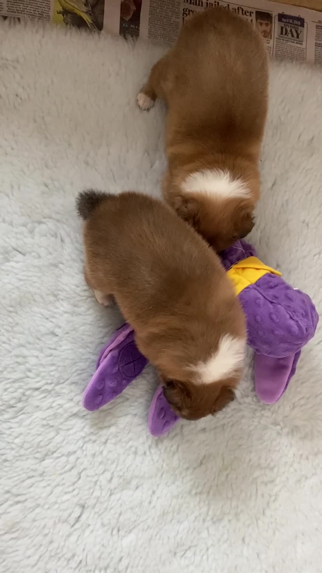 Shetland Sheepdog dogs for sale: Shetland sheepdog  in Henley-on-Thames - Video 2