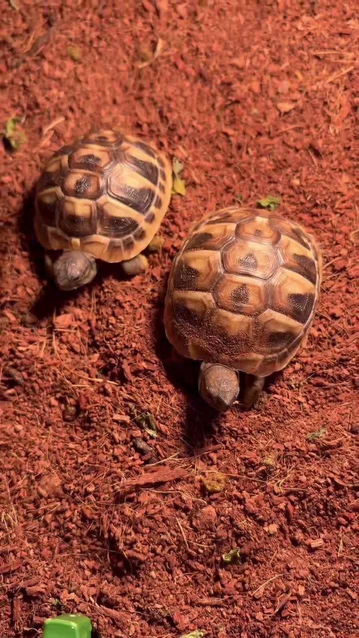 Tortoise reptiles for sale: Testudo Hermanni tortoises for sale-3 months old  - Video 1