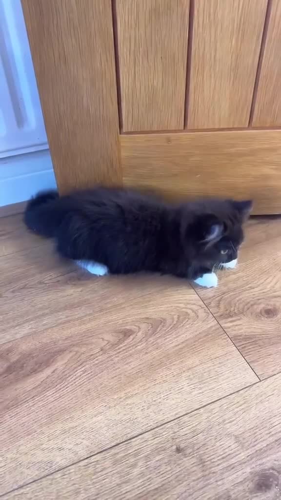 Munchkin cats for sale: 1 FEMALE LEFT Rare DWARF PERSIAN Munchkin Kittens - Video 2