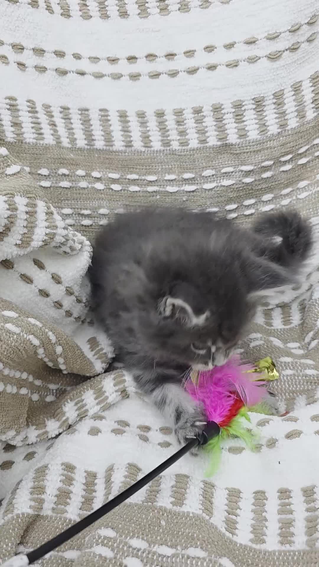 Maine Coon cats for sale: Sociable maine coon kittens - Video 1