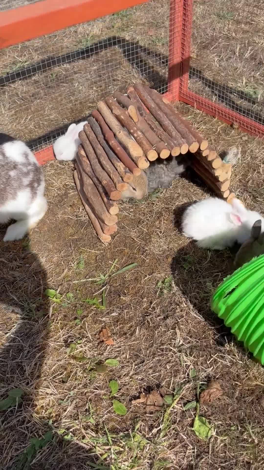 Mixed Breed rabbits for sale: Mixed Breed Rabbits  - Video 2