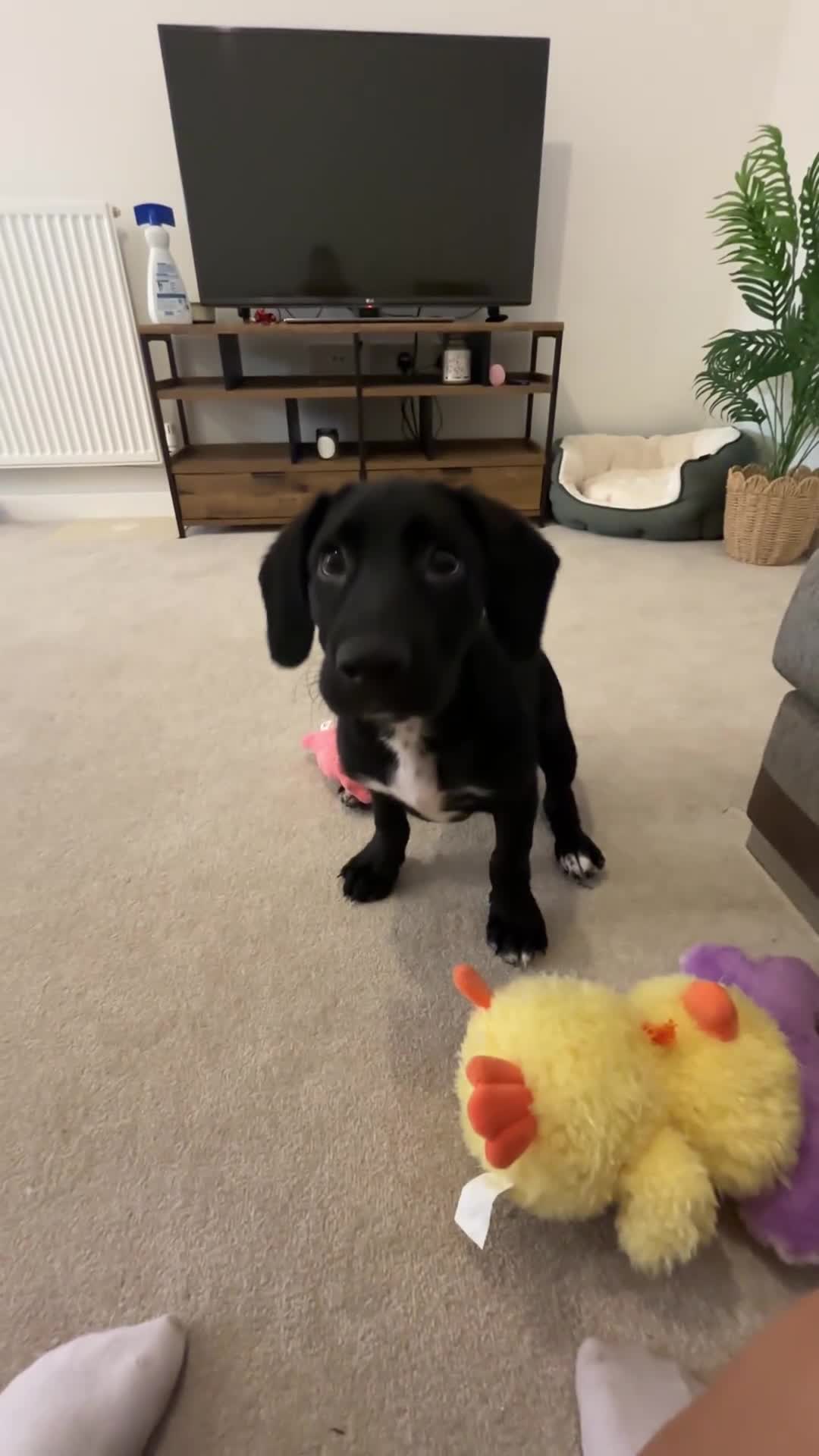 Mixed Breed dogs for sale: Bailey 12 weeks old  - Video 3