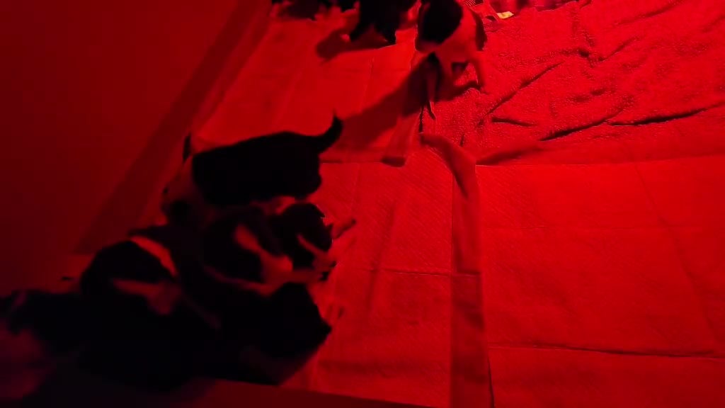 Border Collie dogs for sale: Border Collie Puppies - Video 1
