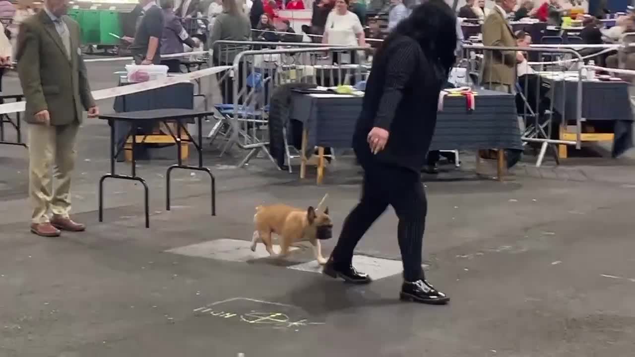 French Bulldog dogs for stud: Henri show winning red fawn stud  - Video 1