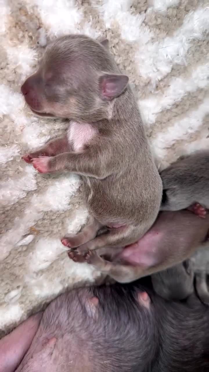Chihuahua dogs for sale: Outstanding BLUE/TAN & LILAC/TAN puppies  - Video 3