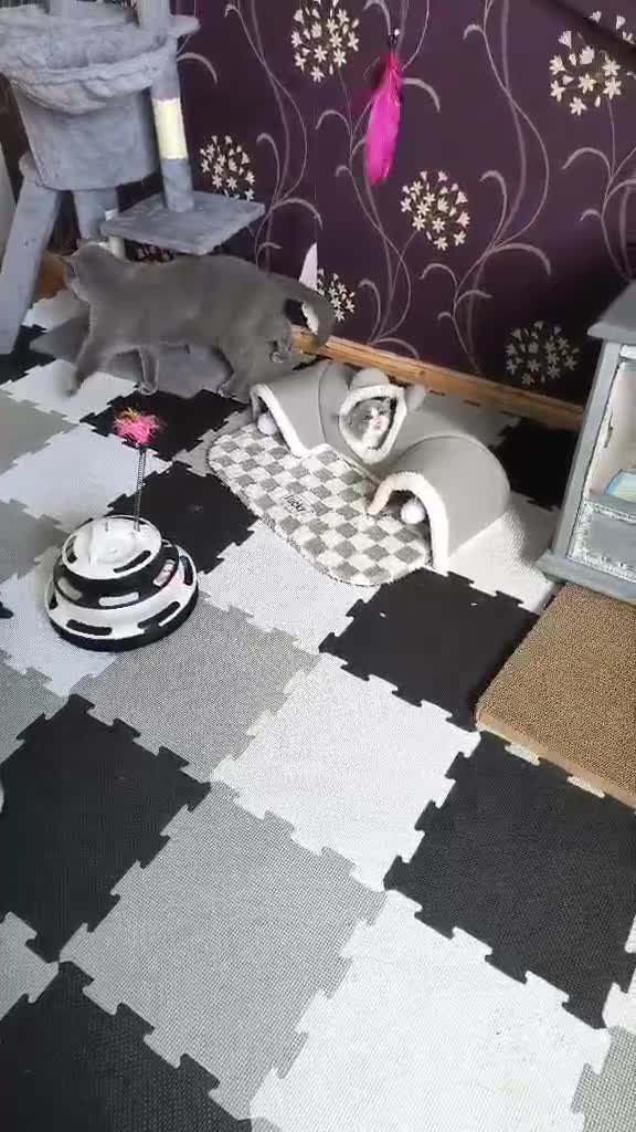 British Shorthair cats for sale: Magnificent litters Vs Outsdanding champion lines. - Video 3