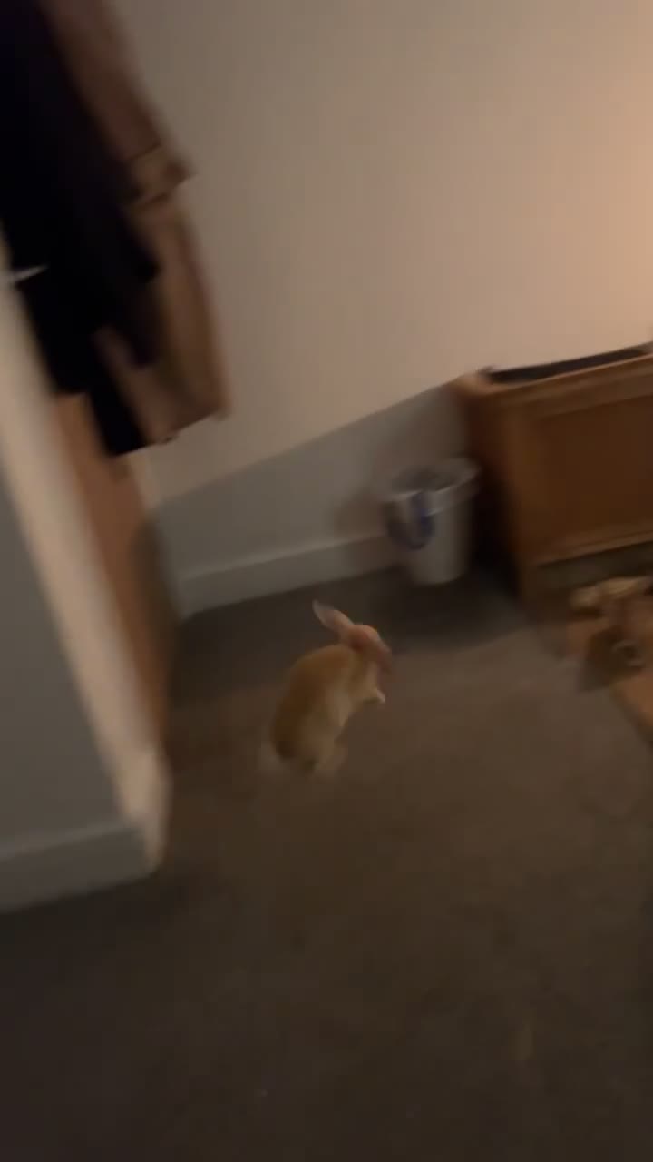 English Lop rabbits for sale: Koazy, cutest lop for sale  - Video 1