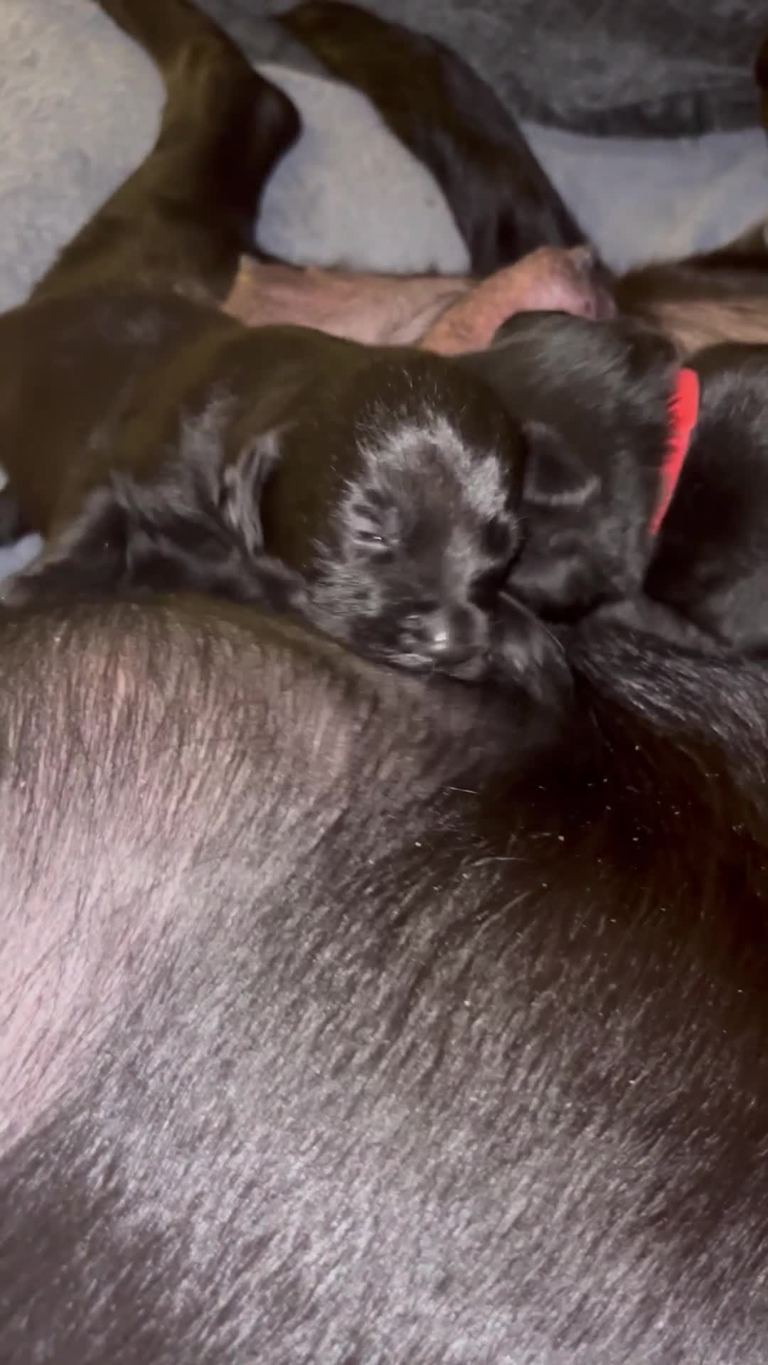 Labrador Retriever dogs for sale: Labrador puppies  in Weymouth - Video 1