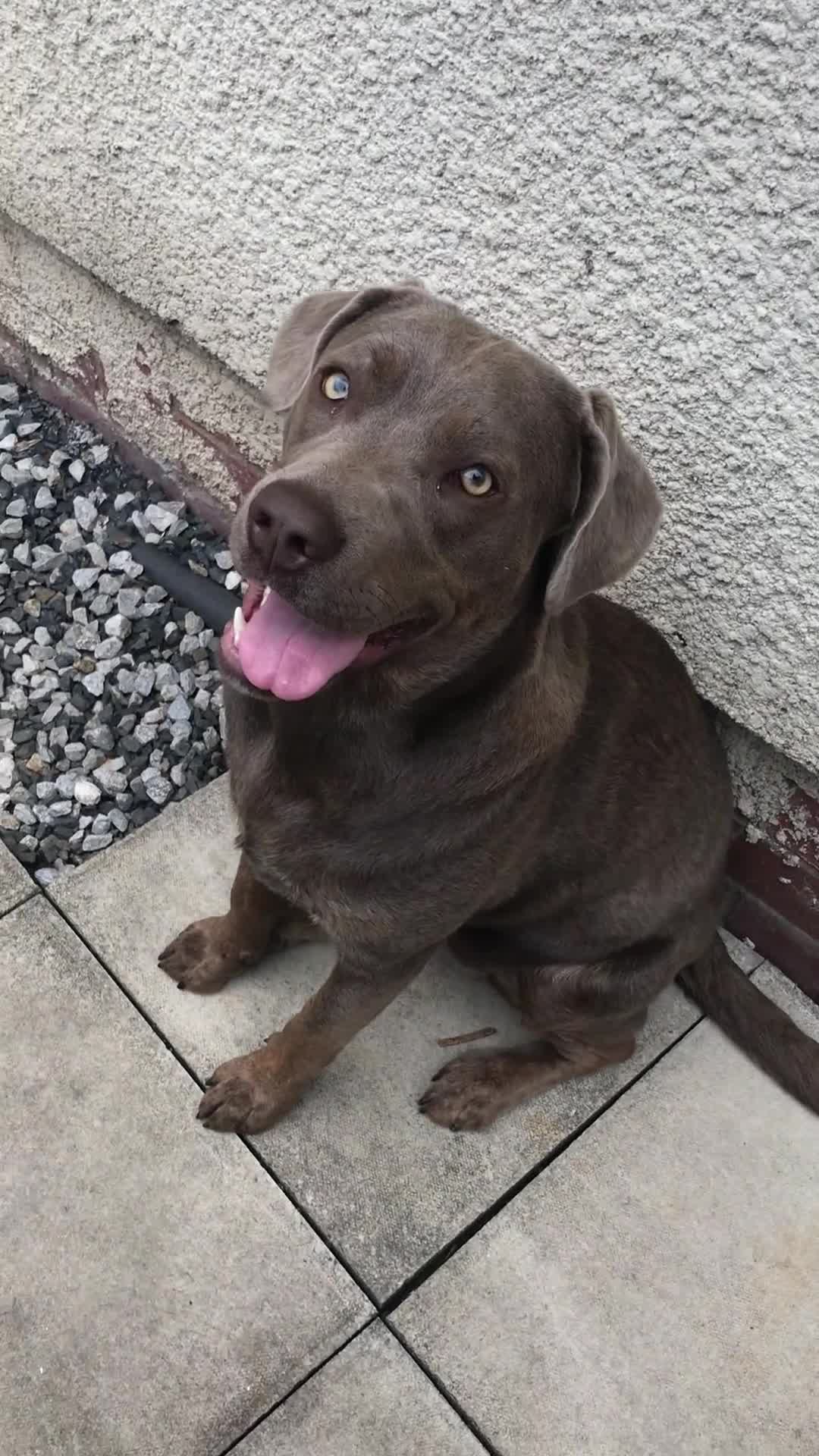 Mixed Breed dogs for sale: Labrador x cane corso - Video 1