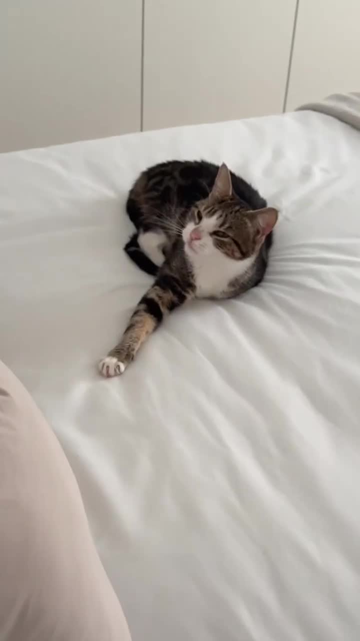 Domestic Shorthair cats for sale: Biscuit - Female Cat for Rehoming (4 years old)   - Video 4