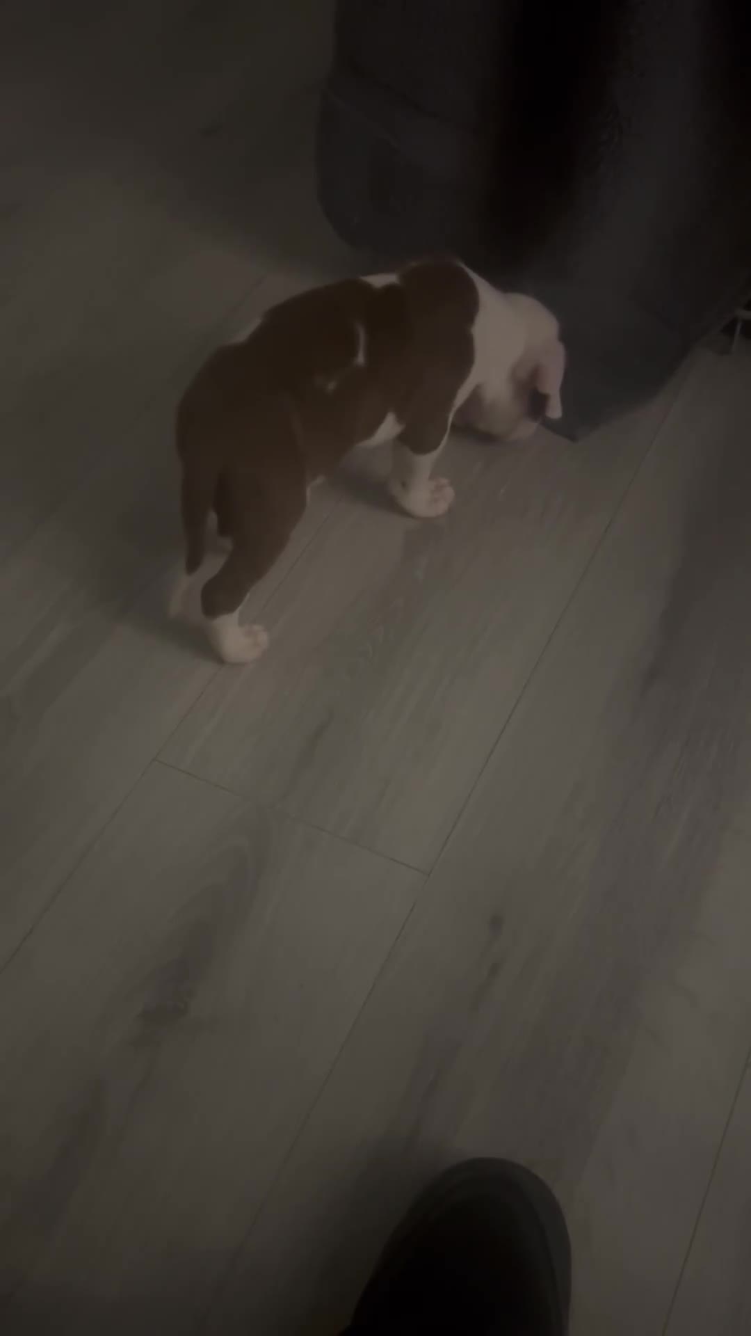 American Bulldog dogs for sale: Last boy left lost last account please message her - Video 3