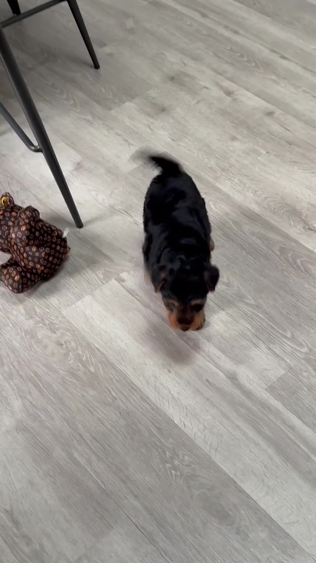 Welsh Terrier dogs for sale: Stunning puppies  - Video 4