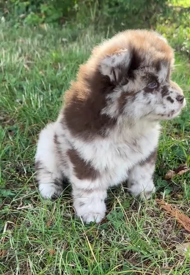 Siberian Husky dogs for sale: Stunning exotic colour chowsky puppies for sale - Video 3
