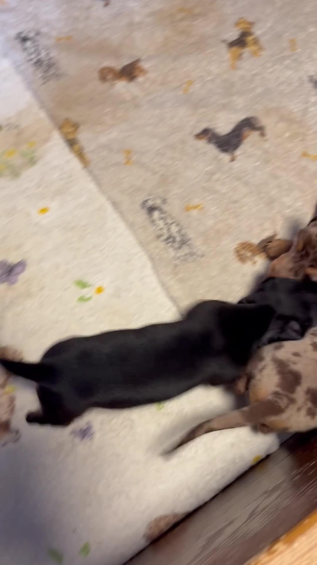 Miniature Dachshund dogs for sale: Dapple miniature dachshund pups  - Video 1