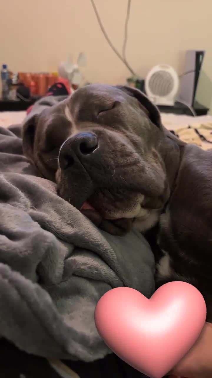 Cane Corso dogs for sale: Cane Corso looking forever home - Video 1