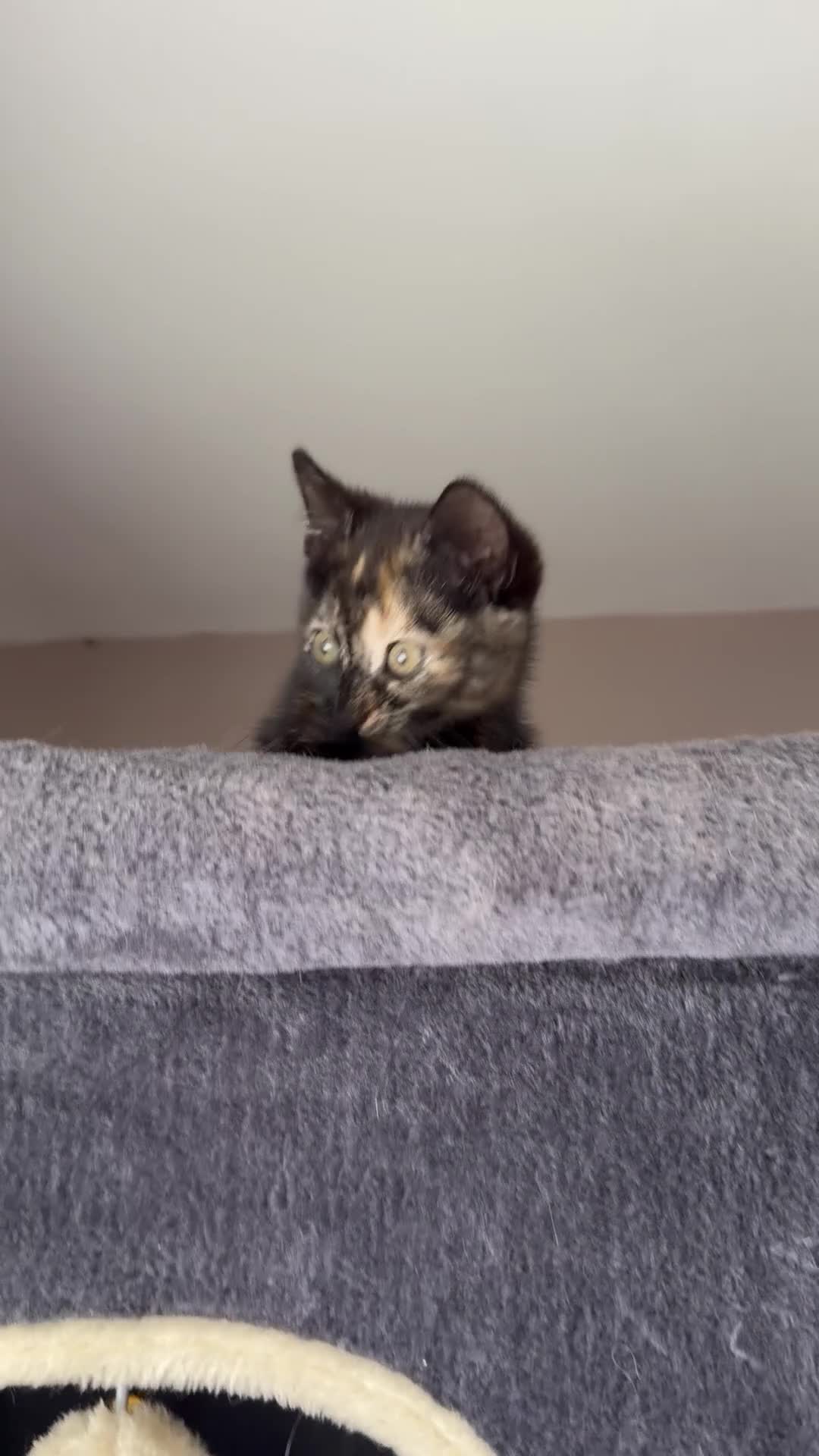 Mixed Breed cats for sale: Beautiful Tortoiseshell kitten - Video 1