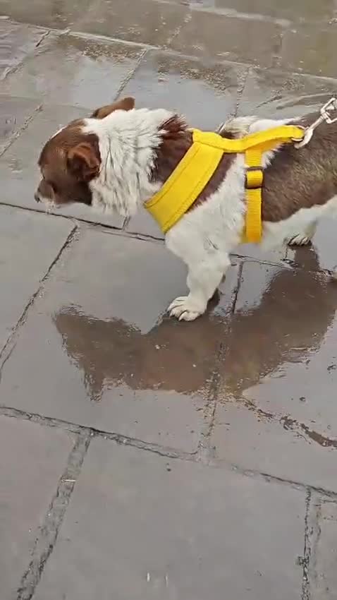 Mixed Breed dogs for adoption: 💙🐶 FINIK – HE TREASURES EVERY SECOND in Burton-on-Trent - Video 1