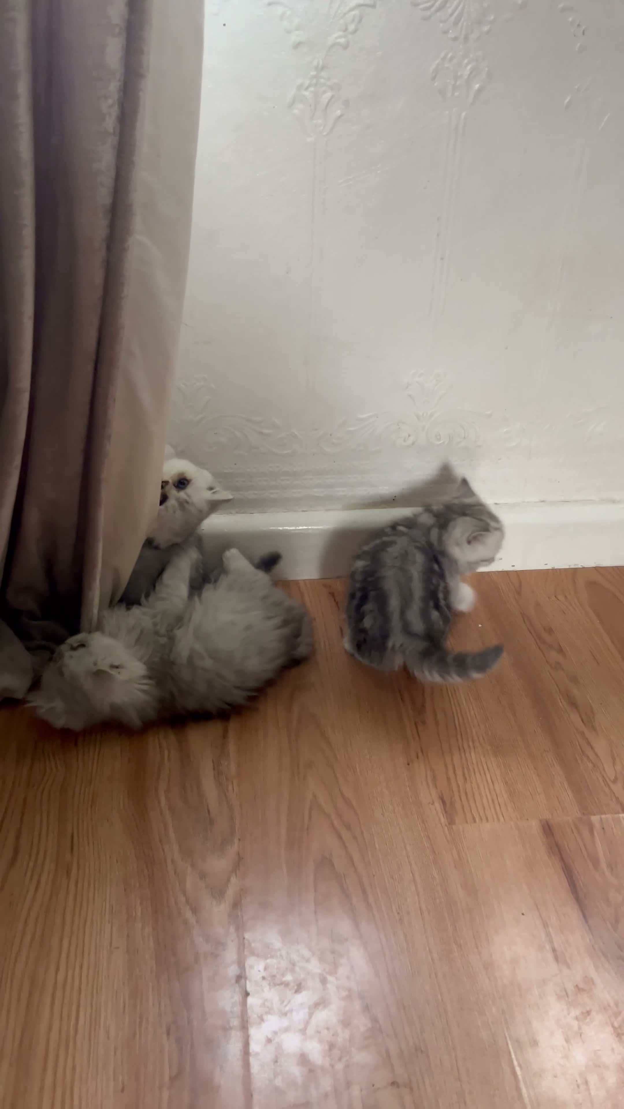 Persian cats for sale: Chinchilla Persians  - Video 1