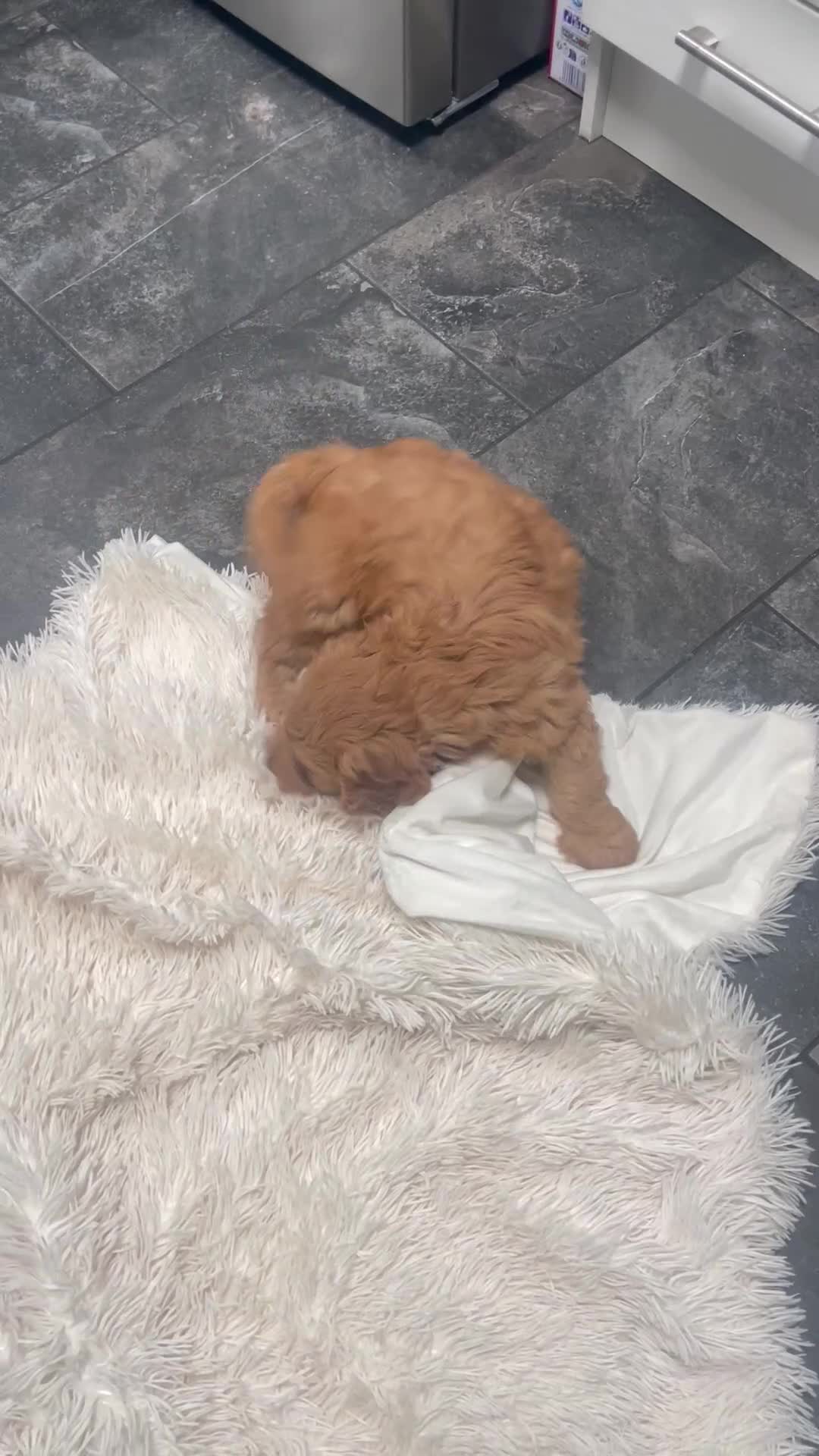 Cockapoo dogs for sale: Beautiful cockerpoo boy  - Video 1