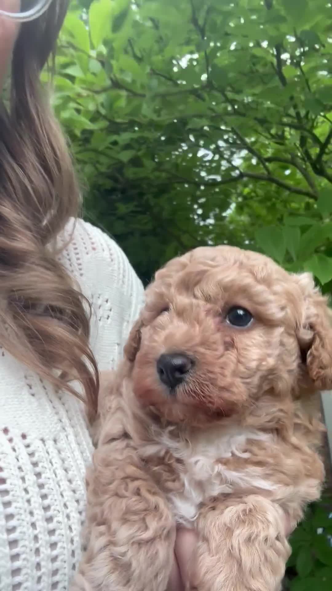 Poochon dogs for sale: 1 GOLDEN BOY POOCHON -Rupert the Bear-CHESHIRE  - Video 4