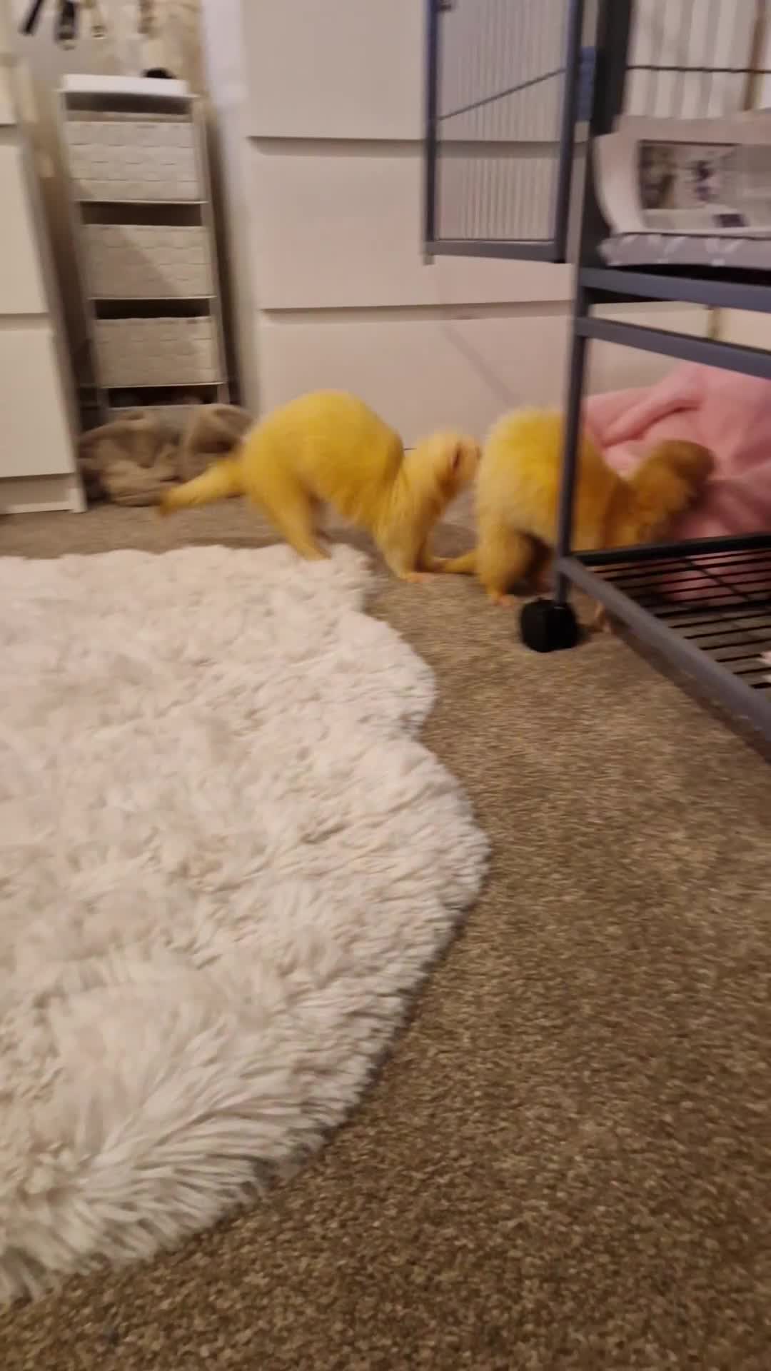 Ferret rodents for sale: 2 Male Albino Ferrets With Everything  - Video 4