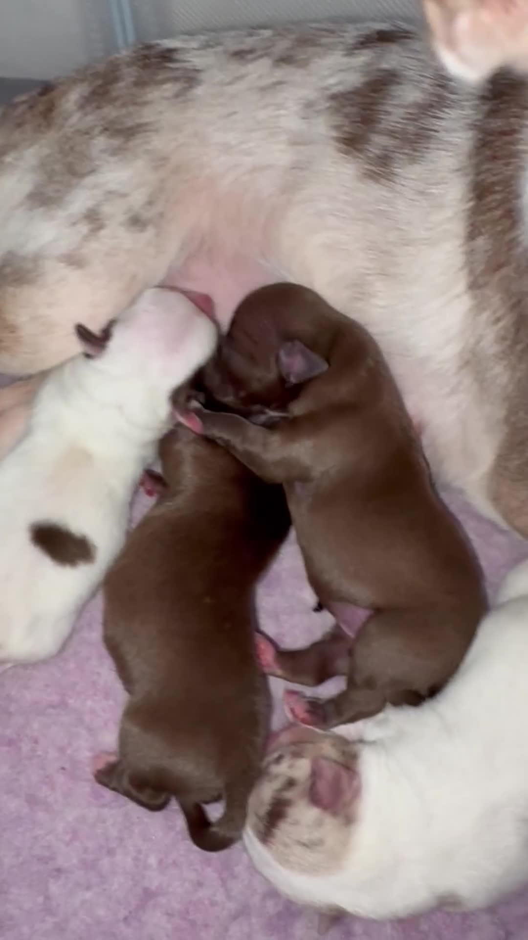 Chihuahua dogs for sale: 🐶 xxs Stunning pure chihuahua pups 🐶 - Video 1