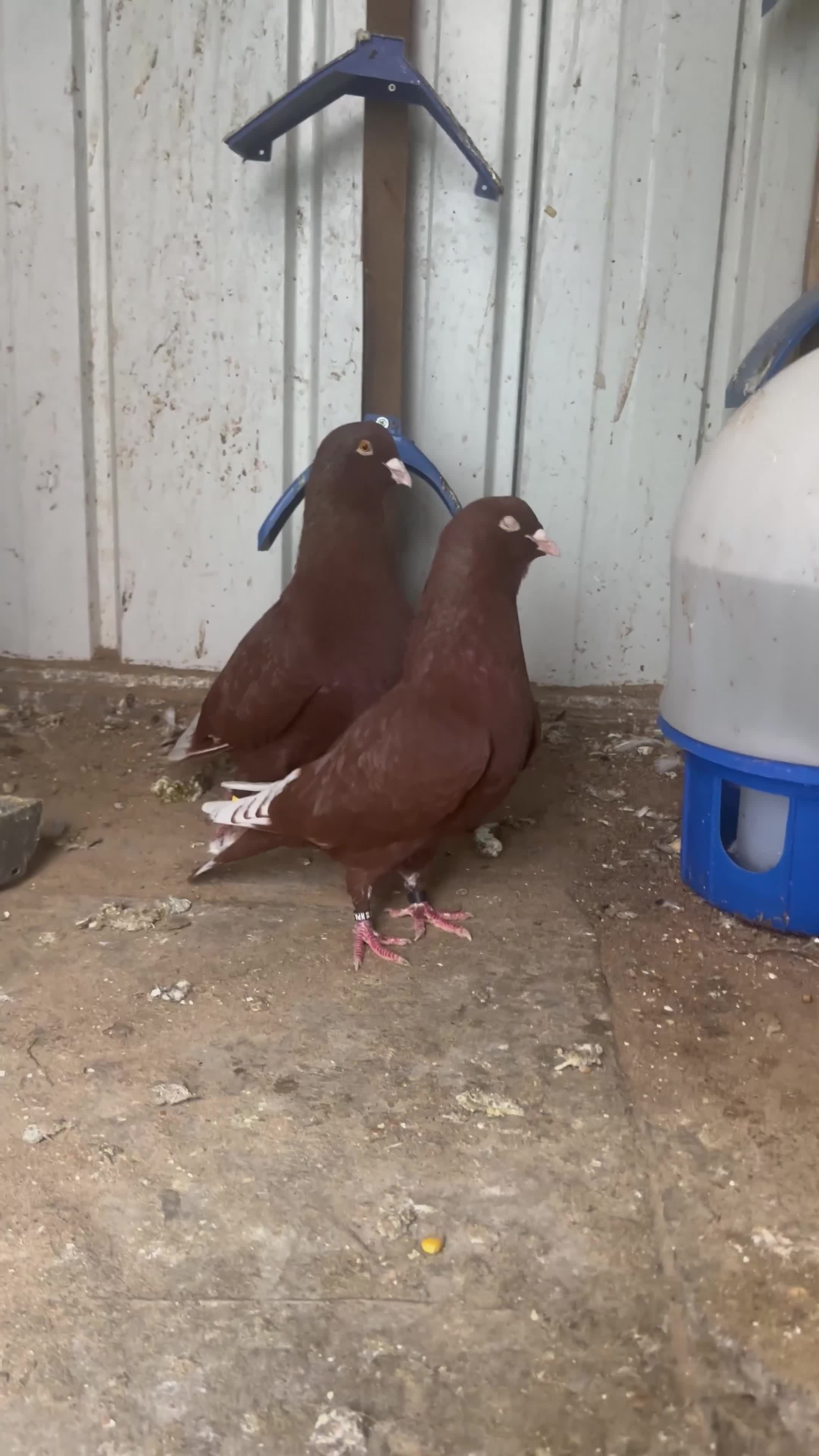 Pigeons birds for sale: Lebanese  - Video 1