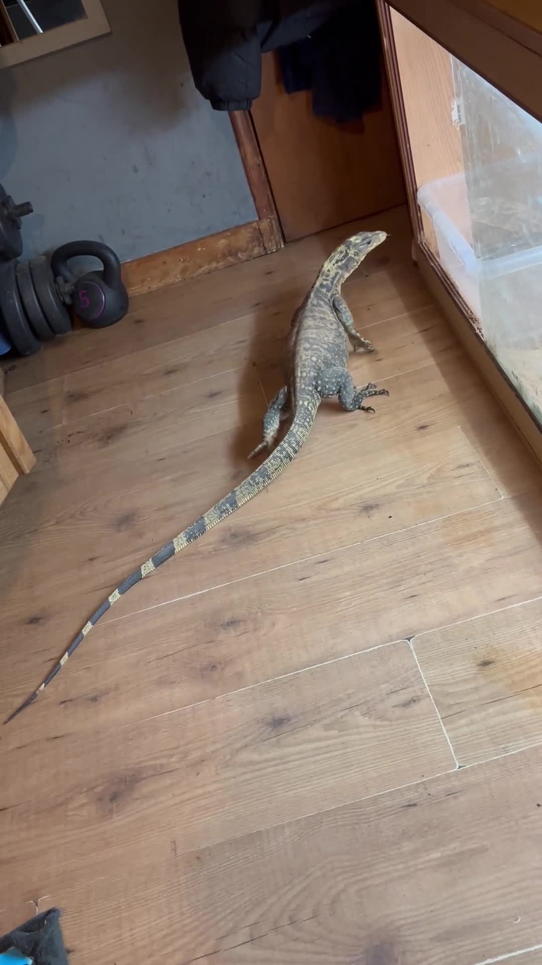 Monitor reptiles for sale: Philippines water monitor Cumungi yellow head - Video 1