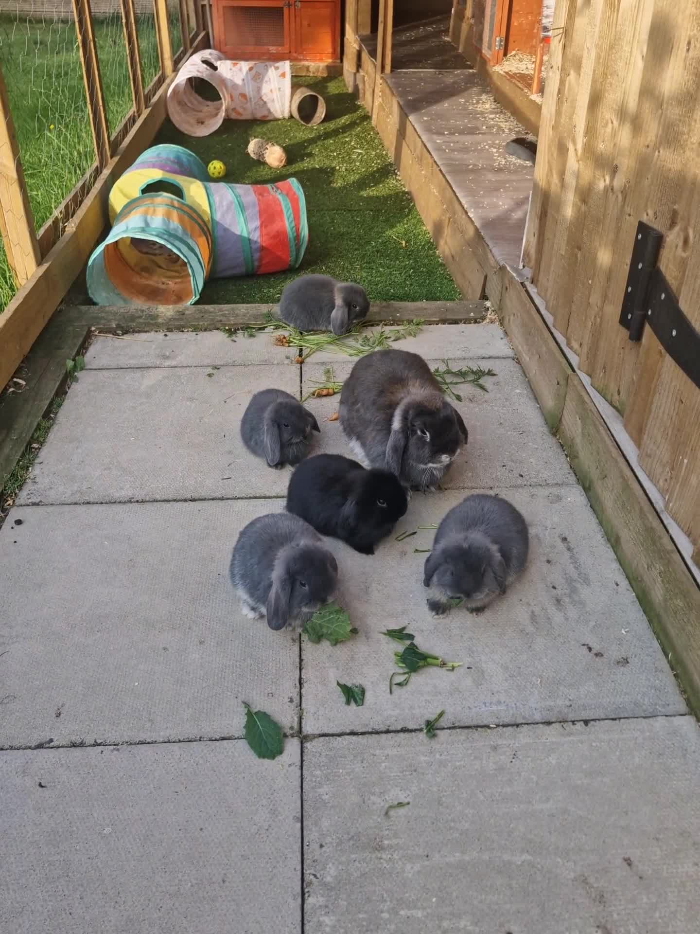 Mini Lop rabbits for sale: 5 gorgeous lopear bunnies - Video 2