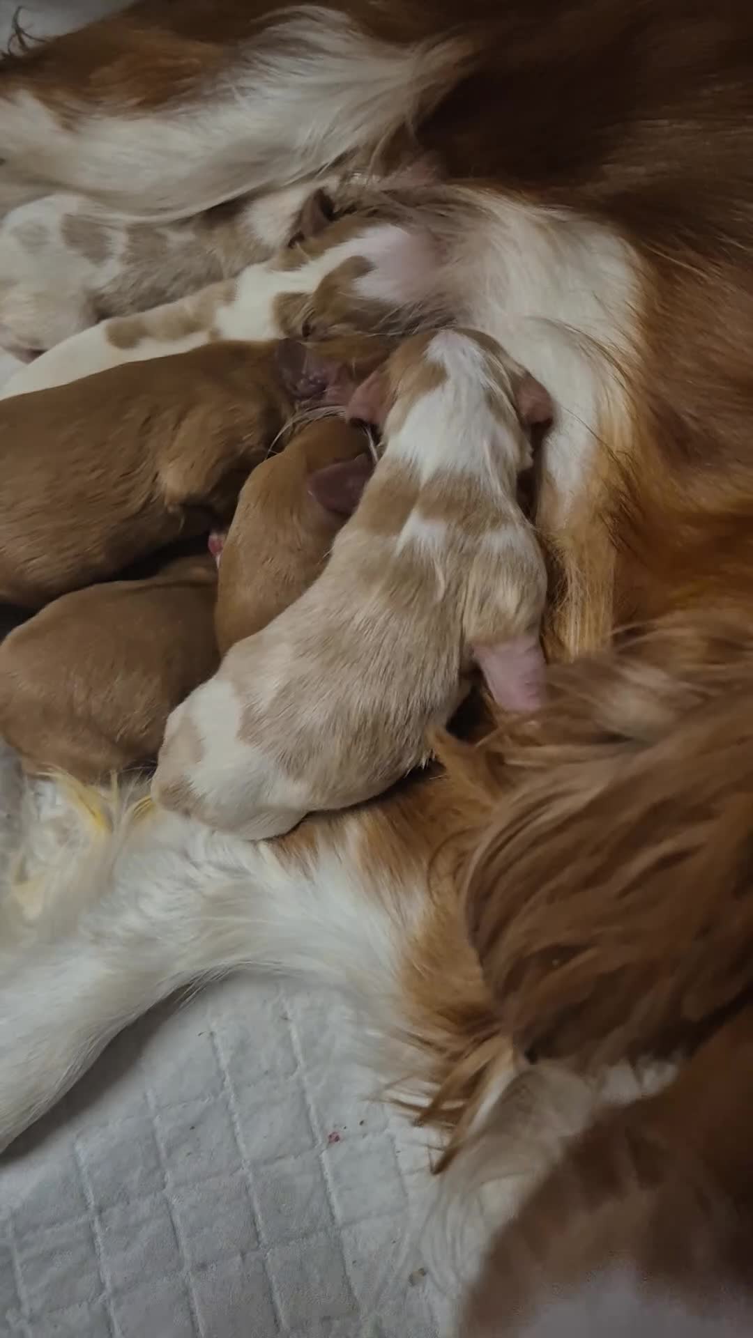 Cavalier King Charles Spaniel dogs for sale: Rkc reg Cavalier Puppies 2 x girls AVAILABLE  - Video 1