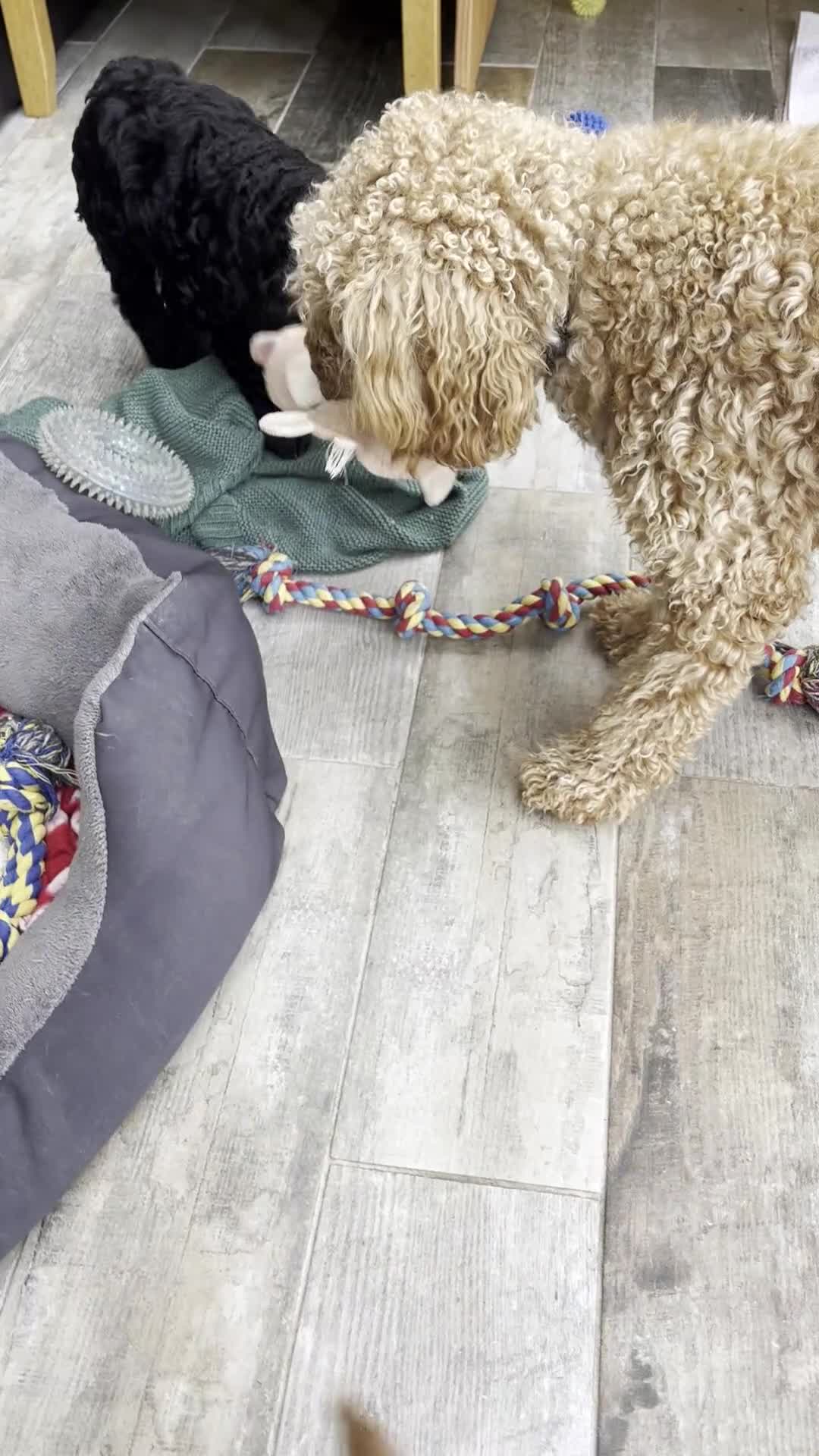 Cockapoo dogs for sale: 🐾REHOMED 🐾 Beautiful Black F1b Cockapoo 🖤 - Video 4