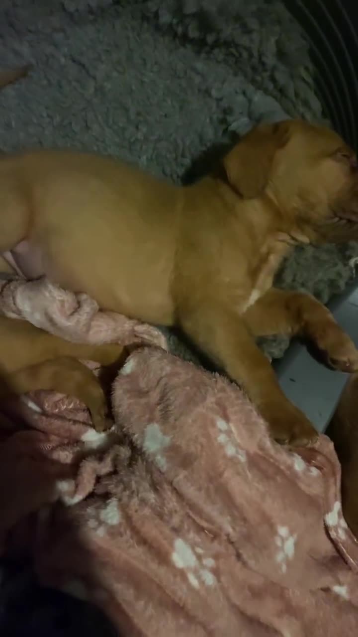 Dogue De Bordeaux dogs for sale: Kc reg, international multi champion winners ddb - Video 2