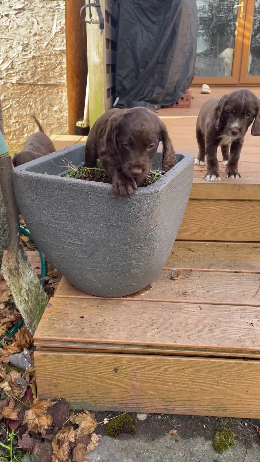 Cocker Spaniel dogs for sale: Adorable working cocker spaniel puppies  - Video 2