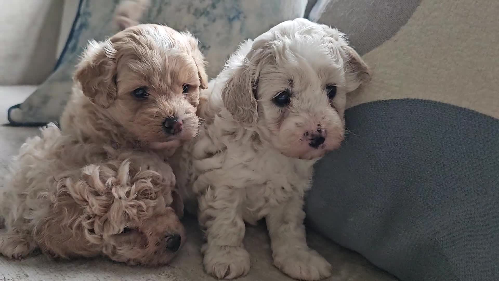 Mixed Breed dogs for sale: Maltipoo f2 very friendly - Video 2