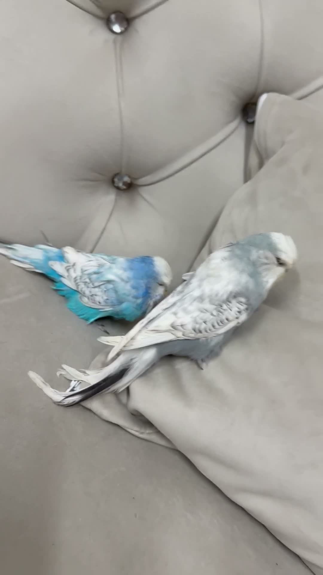 Parakeets birds for sale: African grey  - Video 3