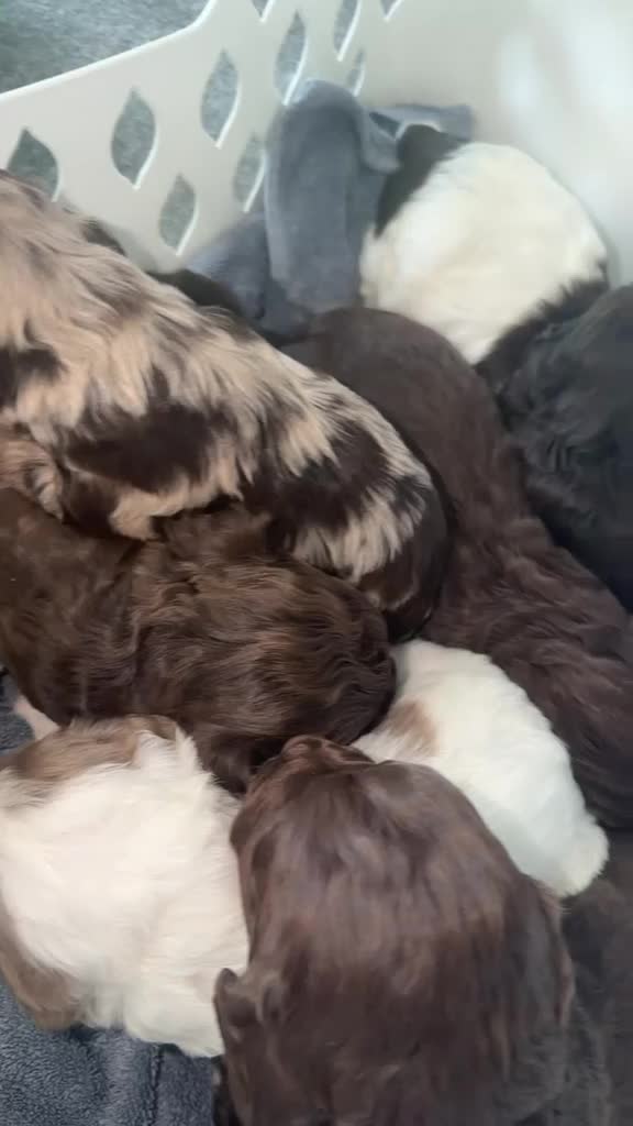 Cockapoo dogs for sale: Spaniel x cocker poo puppies  in Grays - Video 2