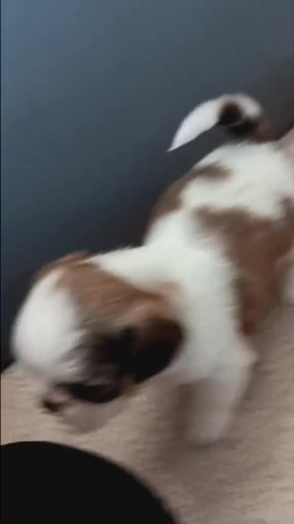 Shih Tzu dogs for sale: Angel’s Shih zhus  - Video 4