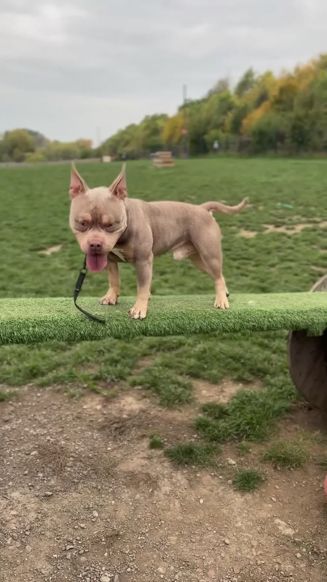 American Bully dogs for stud: 🐾BUGZY the ABKC american bully stud🐾 - Video 3