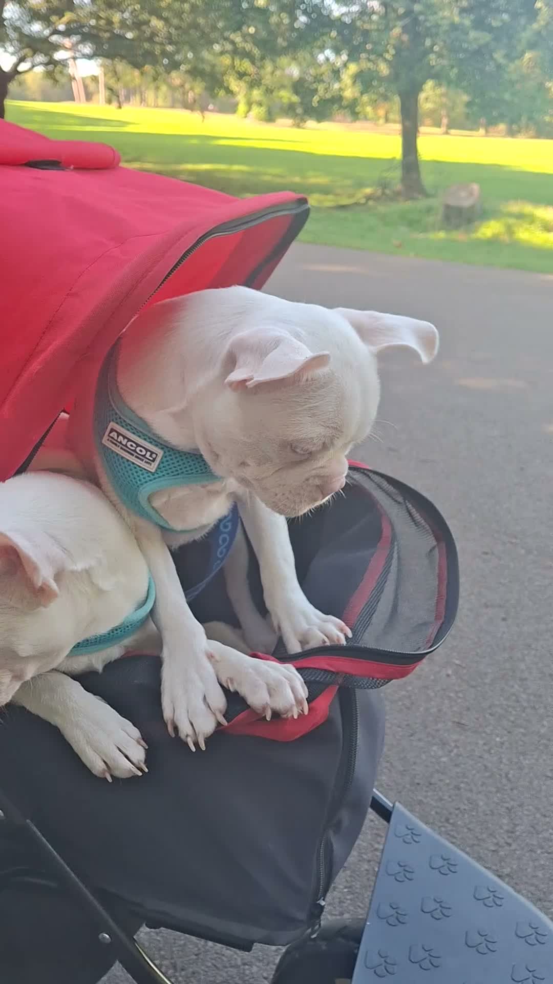 Boston Terrier dogs for sale: 2 Now Available Reduced Rare Boston Terrier Boys.  - Video 1