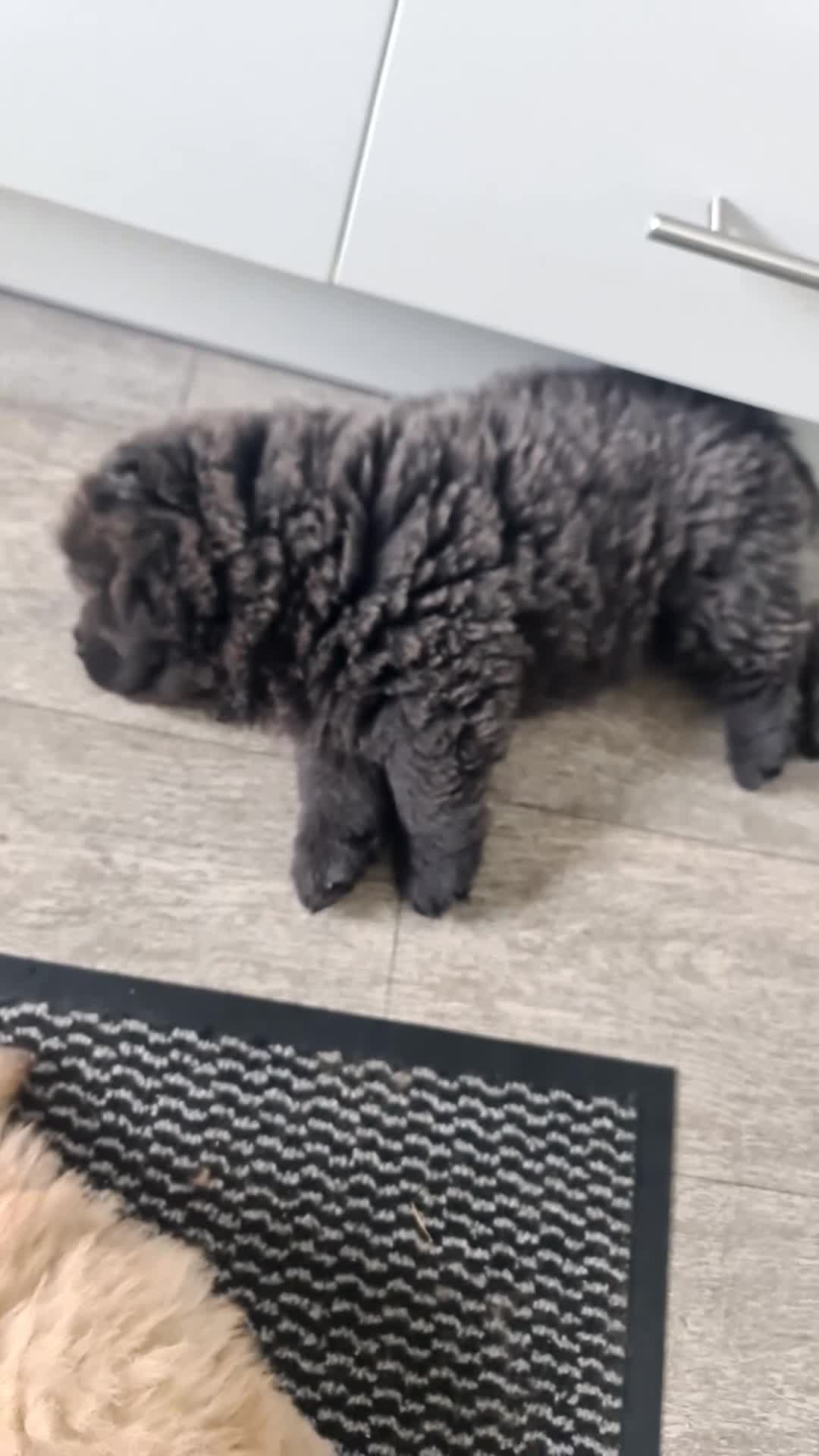 Chow Chow dogs for sale: Choclate/lilac Chow chow puppies - Video 1