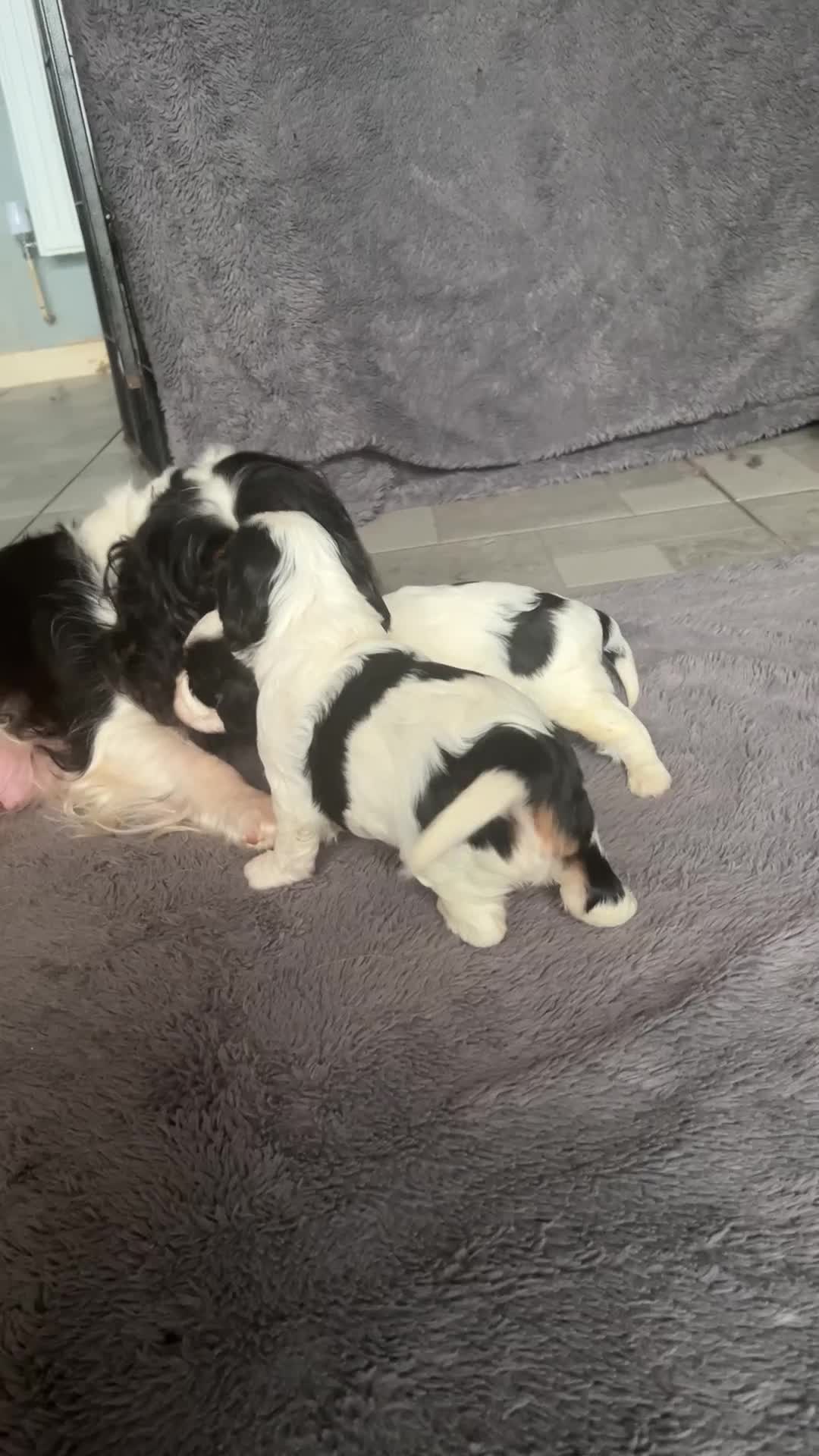 Cavalier King Charles Spaniel dogs for sale: 3 beautiful tri girls available  - Video 1