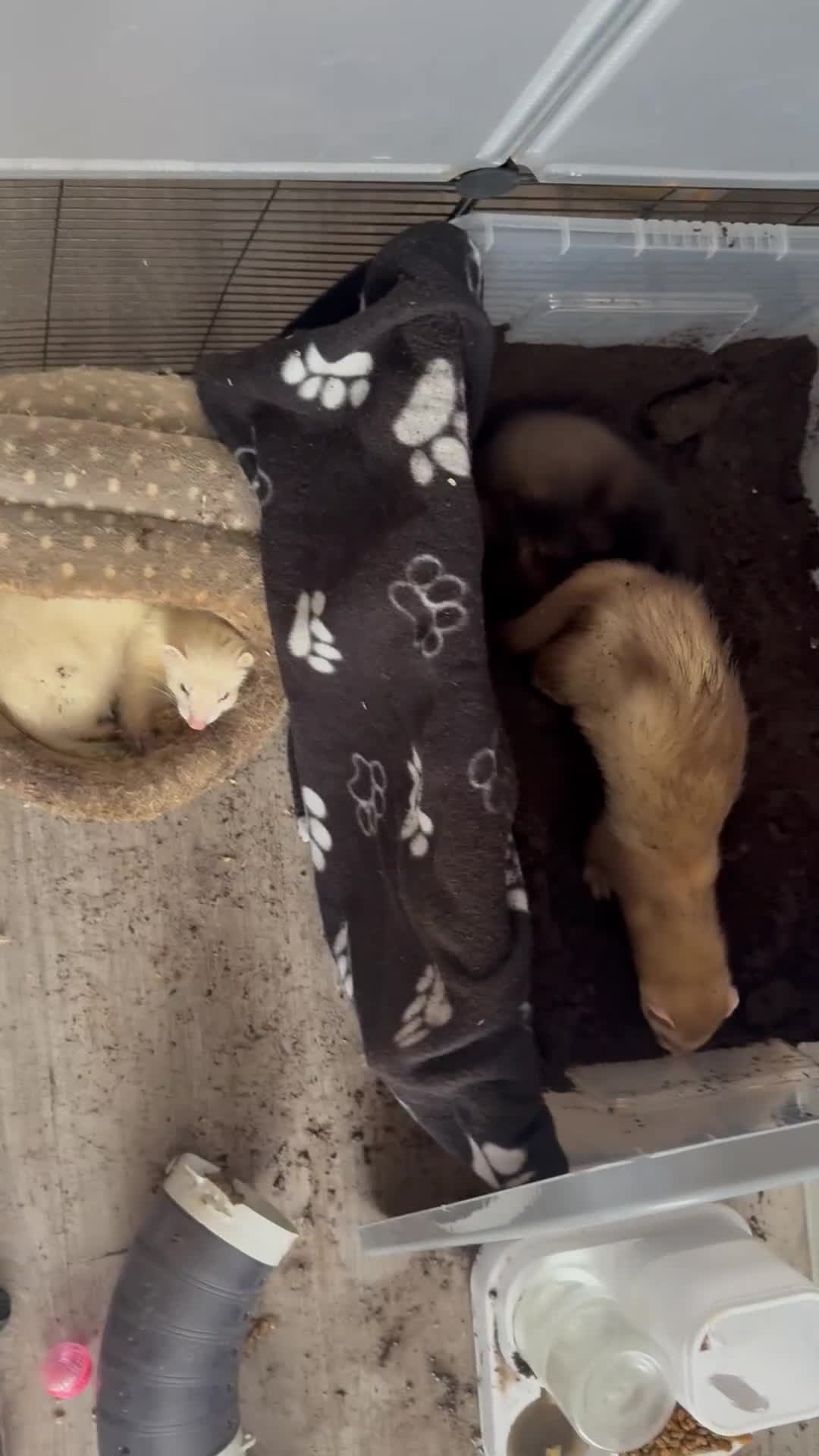 Ferret rodents for sale: 4 males with enclosure  - Video 3