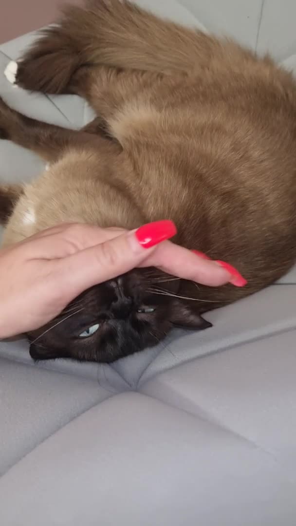 Ragdoll cats for stud: Proven Seal Sepia Stud Genetically Tested 🐾 in London - Video 1