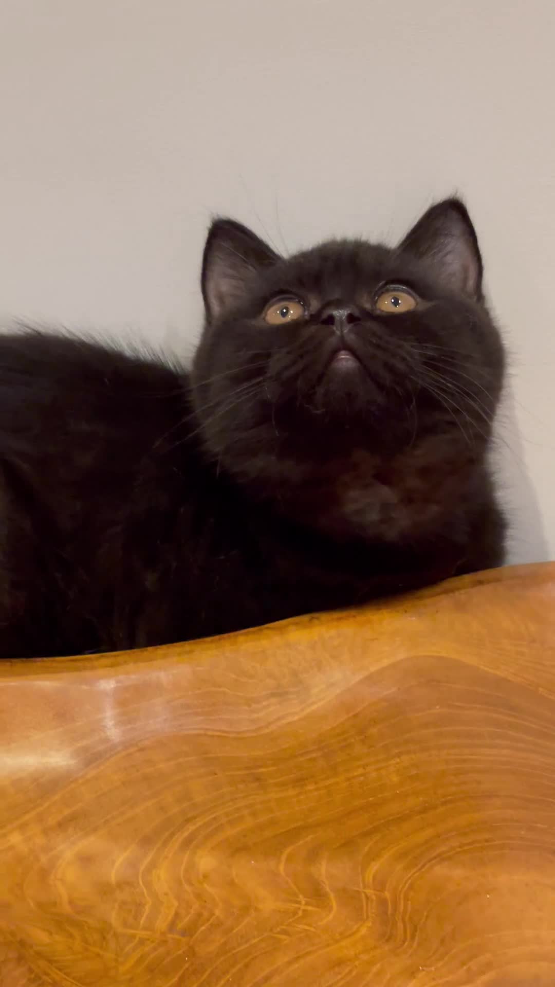 Brazilian Shorthair cats for sale: GCCF BRITISH SHORTHAIR KITTENS READY TO LEAVE NOW  - Video 3