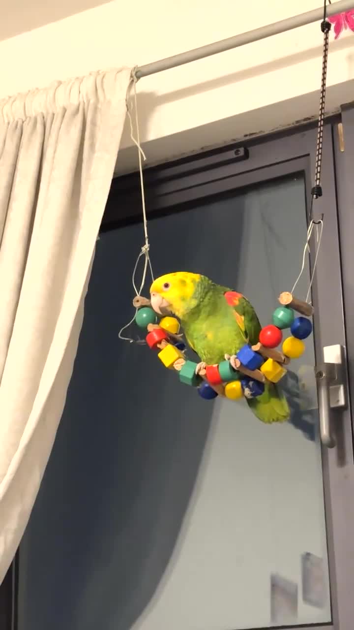 Parrots birds for sale: Yellow double head Amazon parrot in Cardiff in Cardiff - Video 1