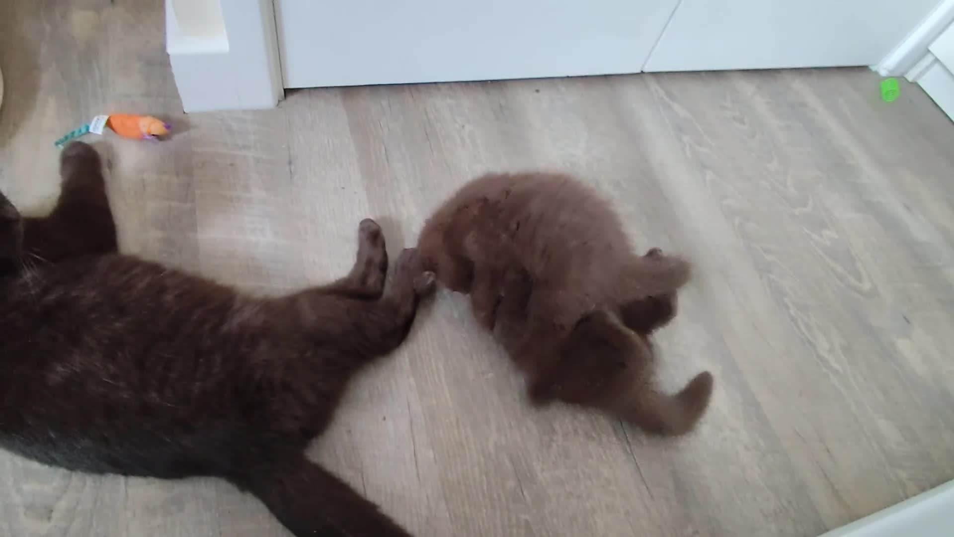 British Shorthair cats for sale: TICA Reg Chocolate Boys - Video 1