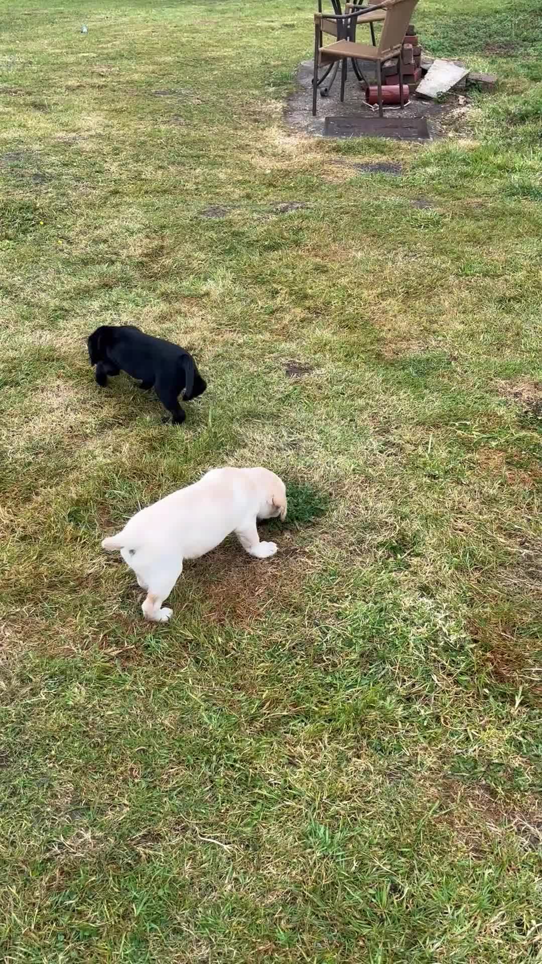 Labrador Retriever dogs for sale: Golden Labrador puppy  in Petworth - Video 1