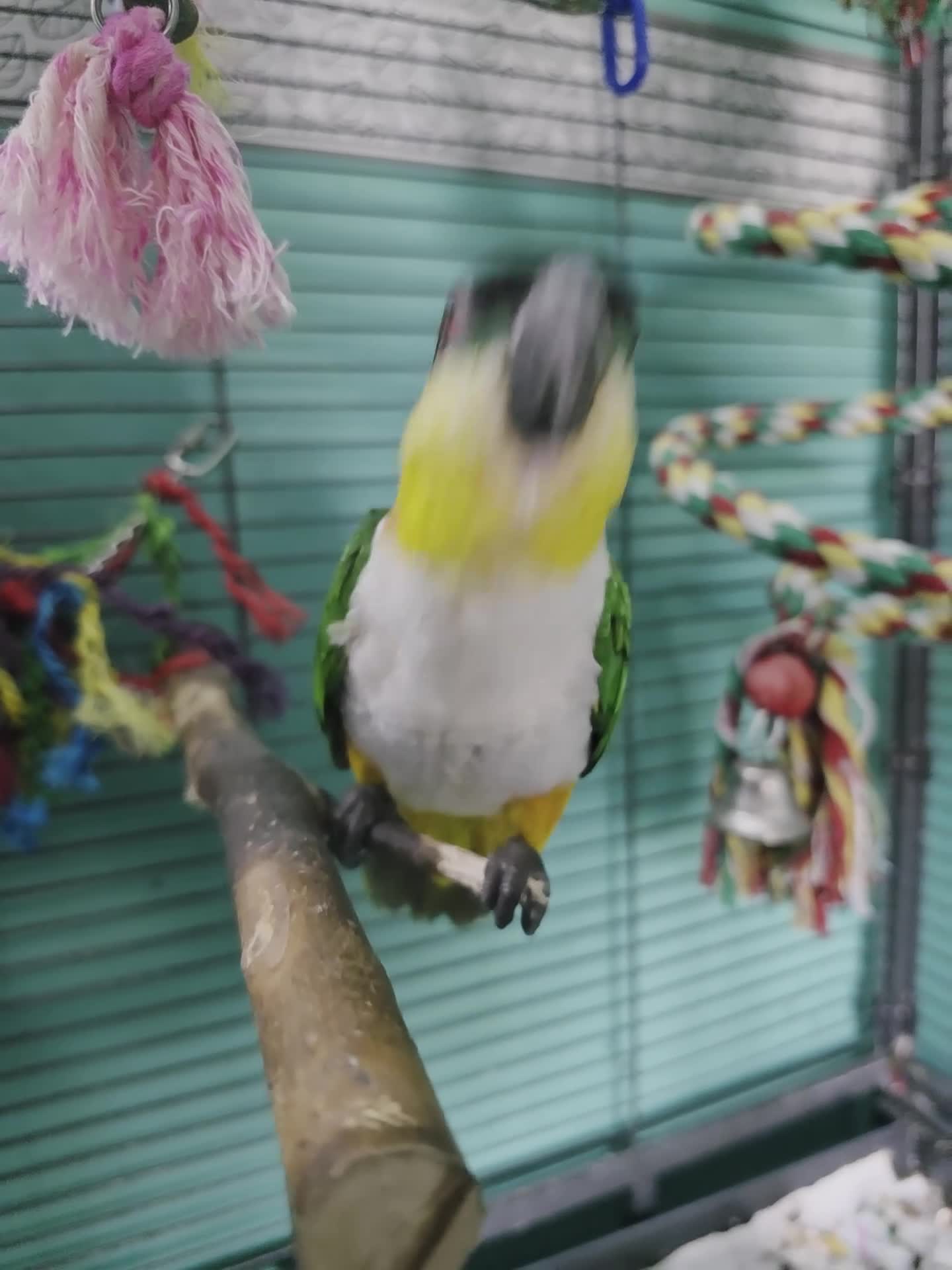 Parrots birds for sale: Black headed Caique  - Video 1