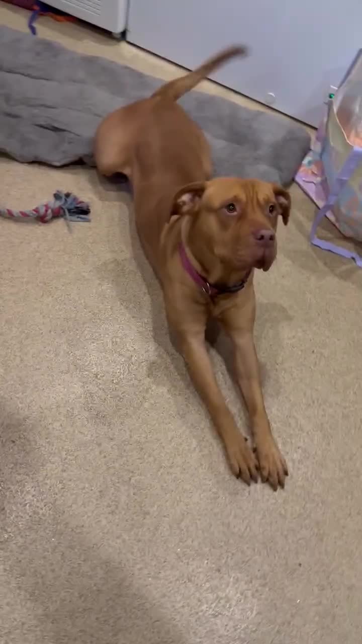 Mixed Breed dogs for sale: Sandy - Video 1